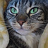 blanket, cat, close_up, cozy, cute, domestic_animal, ears, feline, fur, green_eyes, indoor, muzzle, nose, pet, portrait, relaxed, soft_texture, striped_fur, tabby, whiskers