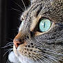 cat, feline, tabby, close_up, portrait, whiskers, green_eyes, fur, nose, muzzle, eye_reflection, domestic_animal, pet, macro_photography, profile, focused, texture, indoor, curiosity, alert