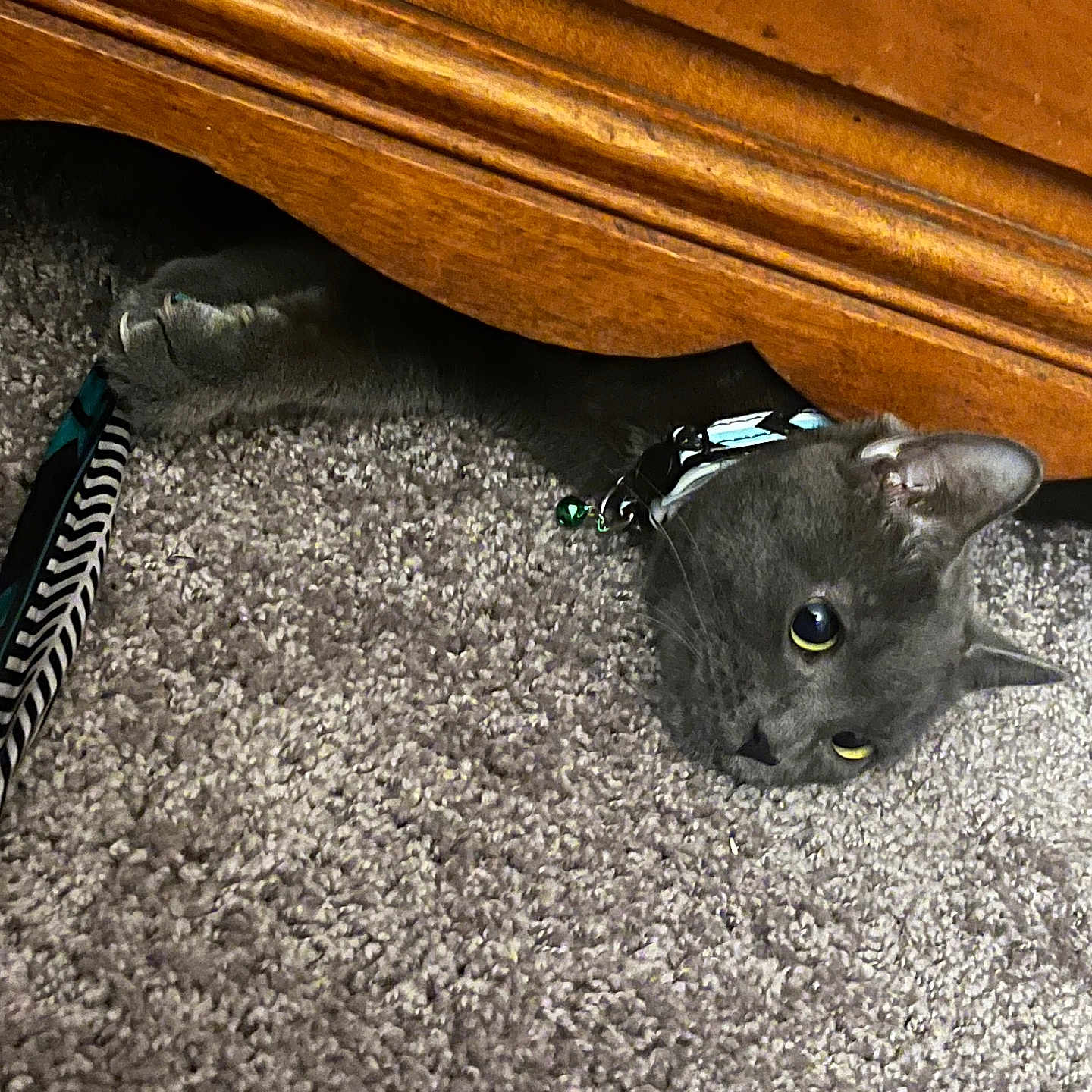 Star joined the competition — help win amazing prizes! abyssinian, accessories, animal, blackcat, cabinet, cat, drawer, furniture, hardwood, indoors, interiordesign, kitten, leash, manx, pet, plywood, shelf, stainedwood, strap, wood