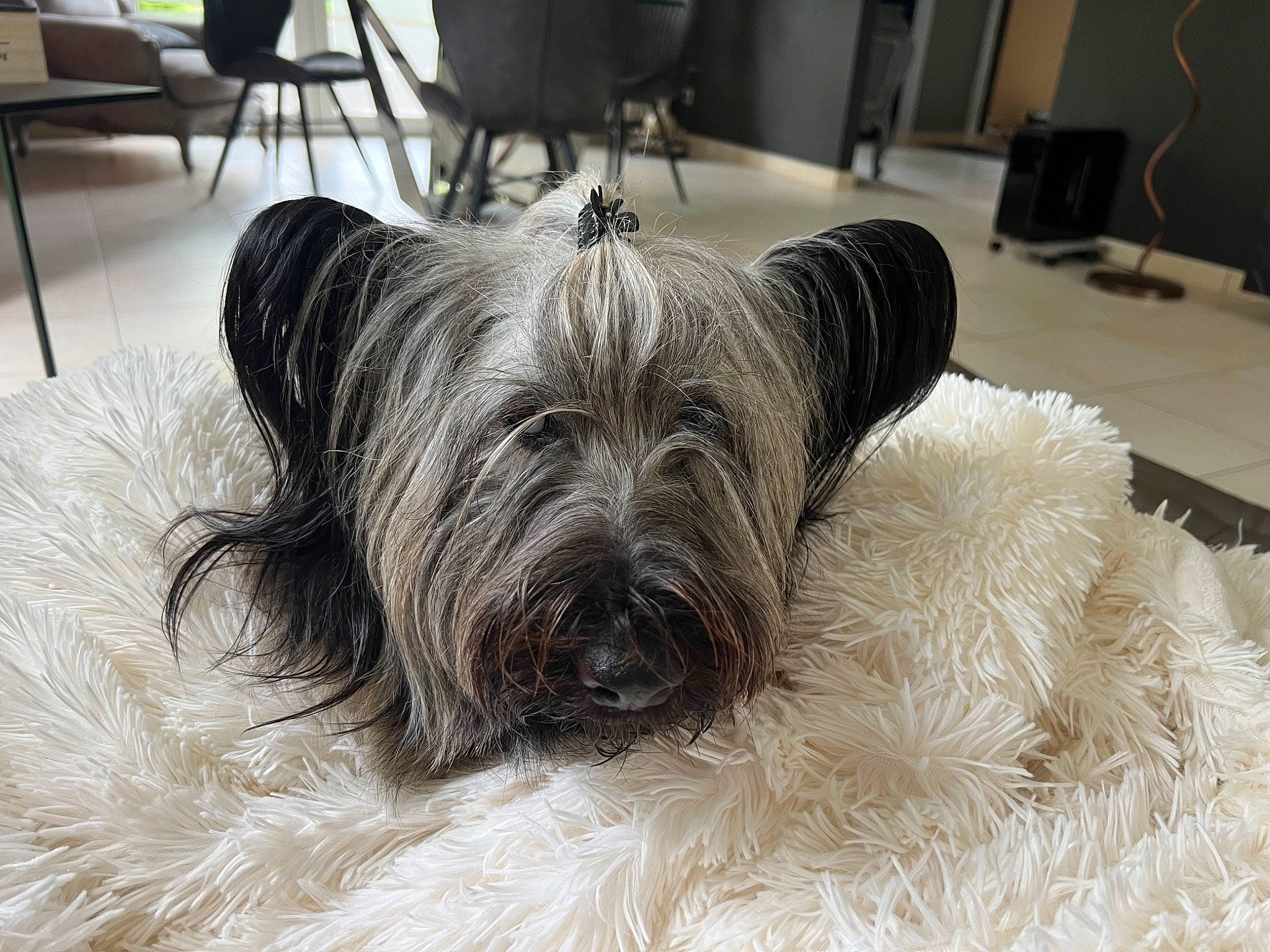 Angel a rejoint le concours — aidez-le/la à gagner de superbes lots ! carnivore, chair, comfort, companion_dog, dog, dog_breed, floor, flooring, fur, furniture, grey, hardwood, liver, small_terrier, terrestrial_animal, terrier, toy_dog, whiskers, wood, working_animal