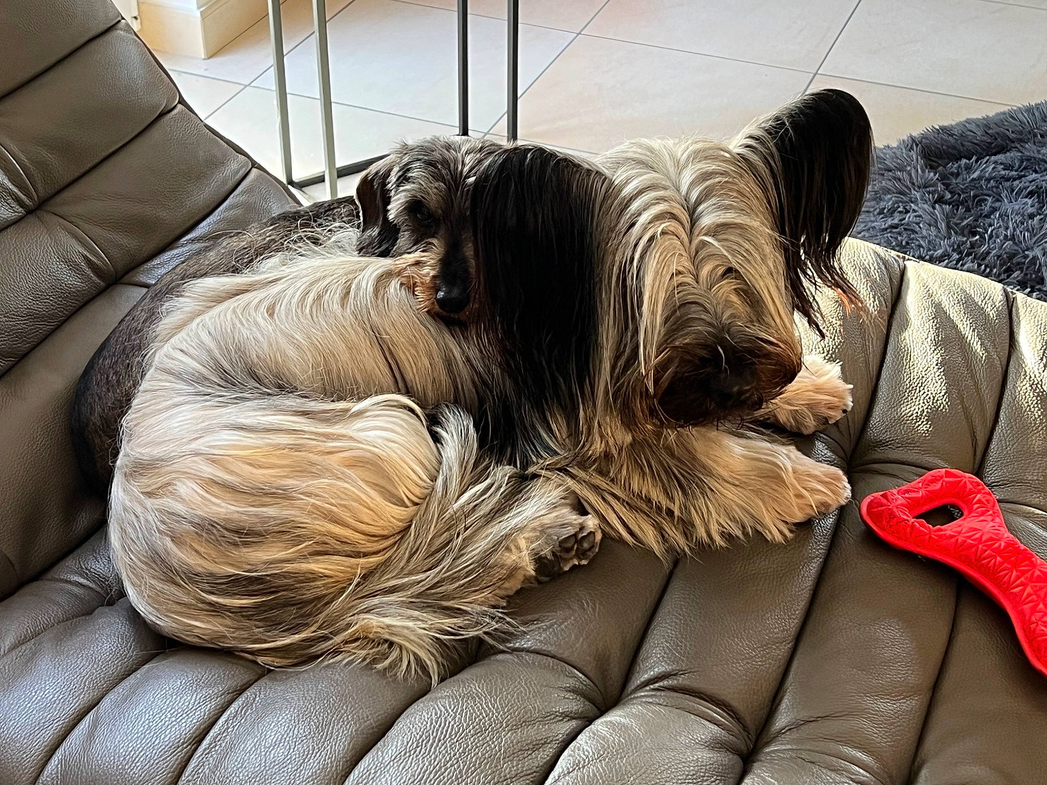 Angel a rejoint le concours — aidez-le/la à gagner de superbes lots ! canidae, carmine, carnivore, comfort, companion_dog, dog, dog_breed, dog_supply, fawn, fur, liver, nap, schnauzer, small_terrier, snout, sporting_group, tail, terrier, toy_dog, working_animal