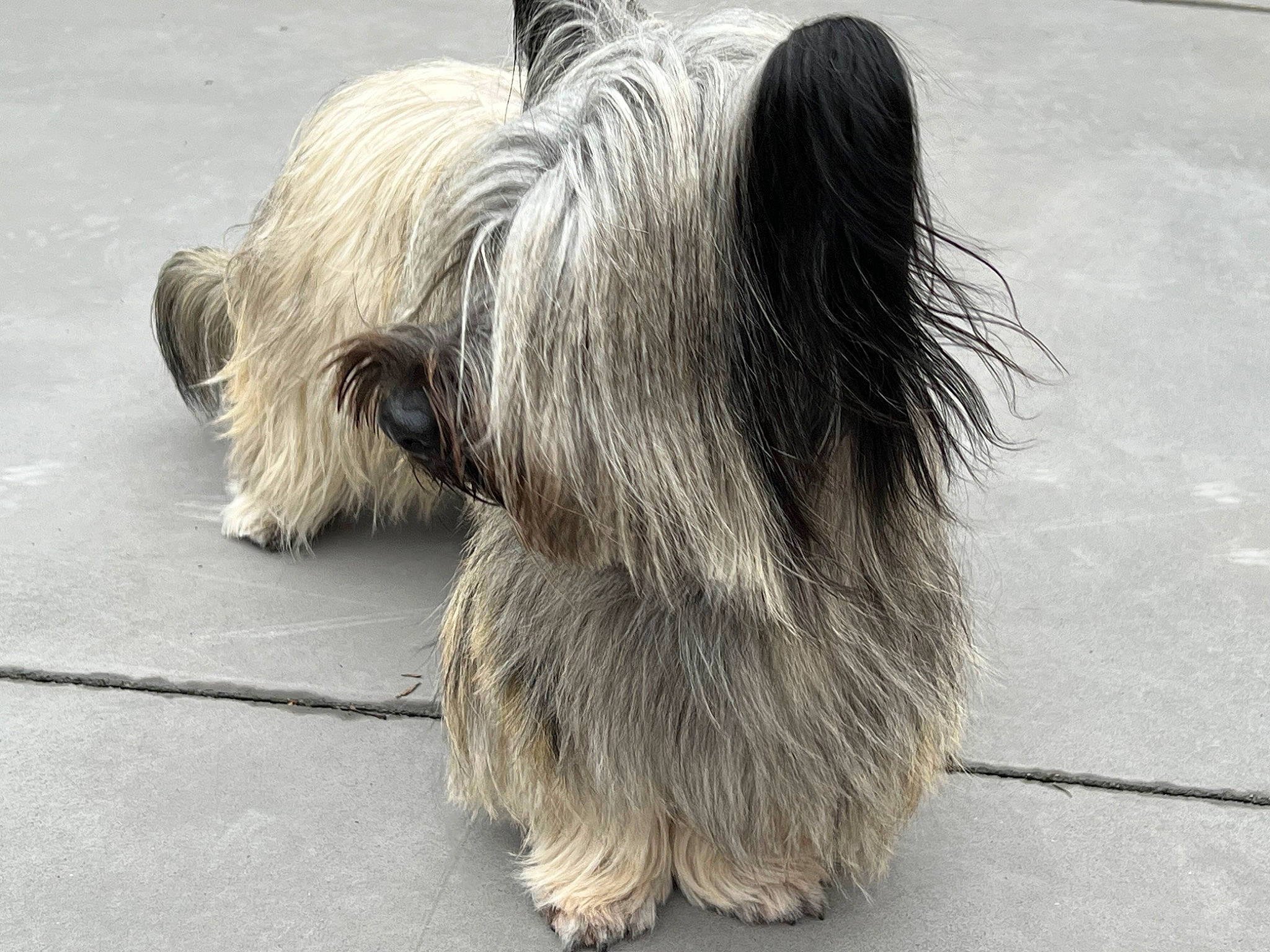 Angel a rejoint le concours — aidez-le/la à gagner de superbes lots ! bearded_collie, canidae, carnivore, companion_dog, dog, dog_breed, flooring, fur, liver, non_sporting_group, small_terrier, snout, sporting_group, tail, terrestrial_animal, terrier, toy_dog, working_animal