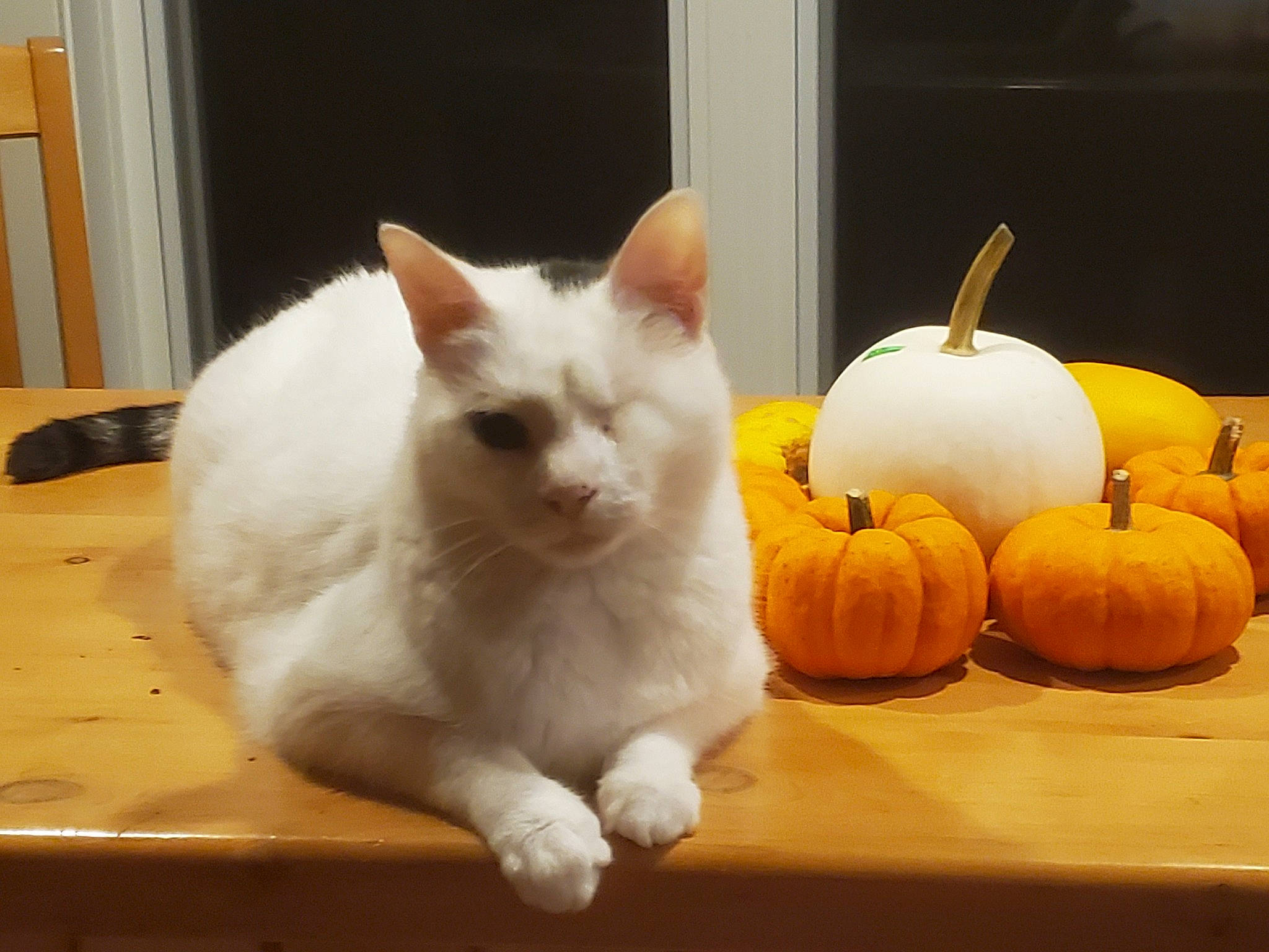 Popeye joined the competition — help win amazing prizes! calabaza, carnivore, cat, comfort, creative_arts, cucurbita, fawn, felidae, fur, gourd, natural_foods, produce, pumpkin, small_to_medium_sized_cats, snout, squash, tail, vegetable, whiskers, winter_squash