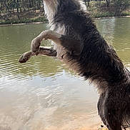 Simba participe au concours pour gagner de l'argent avec cette photo : animal, canal, canine, collie, dog, eskimodog, fox, germanshepherd, husky, lake, nature, outdoors, pet, plant, pond, redwolf, soil, tree, water, wolf