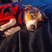 Miley is registered to the contest to win money with this photo: animal, bed, black, blanket, canine, comfort, cozy, cute, dog, fur, house, indoor, lying_down, pet, plaid, red, relaxation, resting, sleeping, warm