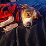 animal, bed, black, blanket, canine, comfort, cozy, cute, dog, fur, house, indoor, lying_down, pet, plaid, red, relaxation, resting, sleeping, warm