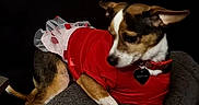 Miley joined the competition — help win amazing prizes! animal, armrest, black_background, brown_and_white, canine, collar, costume, cute, dog, domestic_animal, furniture, indoor, laying_down, pet, portrait, red_clothing, relaxed, side_view, small_dog, tutu