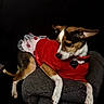 animal, armrest, black_background, brown_and_white, canine, collar, costume, cute, dog, domestic_animal, furniture, indoor, laying_down, pet, portrait, red_clothing, relaxed, side_view, small_dog, tutu