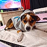 animal, bed, black, blanket, brown, canine, casual, comfort, dog, fabric, furniture, hoodie, indoor, pet, photo_frame, resting, room, television, towel, white