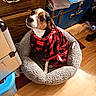 animal, blue_trunk, casual, checkered_pattern, comfort, cozy, curious_expression, dog, domestic, fluffy_bed, hoodie, household_items, indoor, looking_up, pet_bed, red_and_black, sitting, small_dog, wooden_floor, wooden_furniture