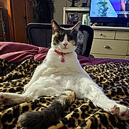 Coraline is registered to the contest to win money with this photo: cat, animal, pet, indoor, leopard_print, blanket, feline, sitting, relaxed, bedroom, dressed, collar, fur, tail, chair, dresser, television, fan, curious, cozy