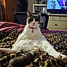 cat, animal, pet, indoor, leopard_print, blanket, feline, sitting, relaxed, bedroom, dressed, collar, fur, tail, chair, dresser, television, fan, curious, cozy