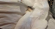 Coraline joined the competition — help win amazing prizes! cat, sleeping, bed, blanket, fur, relaxed, cozy, indoor, animal, pet, white, gray, orange, paw, cute, resting, feline, soft, comfort, lying_down