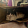 Coraline is registered to the contest to win money with this photo: cat, calico_cat, paper_bag, indoor, pet, collar, pink_bell, feline, resting, curious, cluttered_room, fan, clothing, furniture, household_items, domestic, cozy, animal, tabby, relaxed