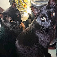 Raven And Smokey is registered to the contest to win money with this photo: black_cat, cat, pets, animal, feline, whiskers, ears, eyes, fur, indoor, lamp, decor, ornate, curious, two_animals, closeup, portrait, sitting, looking, domestic_animal