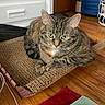Nala is registered to the contest to win money with this photo: animal, cardboard, cat, close_up, ears, feline, furniture, green_eyes, hardwood_floor, home, indoor, lying_down, paws, pet, portrait, scratching_pad, sitting, striped_fur, tabby, whiskers