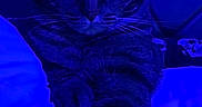 Nala joined the competition — help win amazing prizes! animal, bed, blue_lighting, cat, close_up, cozy, dramatic_lighting, ears, eyes, feline, indoor, lying_down, pet, photography, pillows, portrait, relaxed, striped_fur, tabby, whiskers