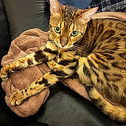 Ura participe au concours pour gagner de l'argent avec cette photo : animal, bengal_cat, black, brown, cat, closeup, feline, fur, green_eyes, indoor, leather, looking_at_camera, pet, pillow, plaid, resting, spots, stripes, tabby, towel