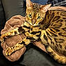 animal, bengal_cat, black, brown, cat, closeup, feline, fur, green_eyes, indoor, leather, looking_at_camera, pet, pillow, plaid, resting, spots, stripes, tabby, towel