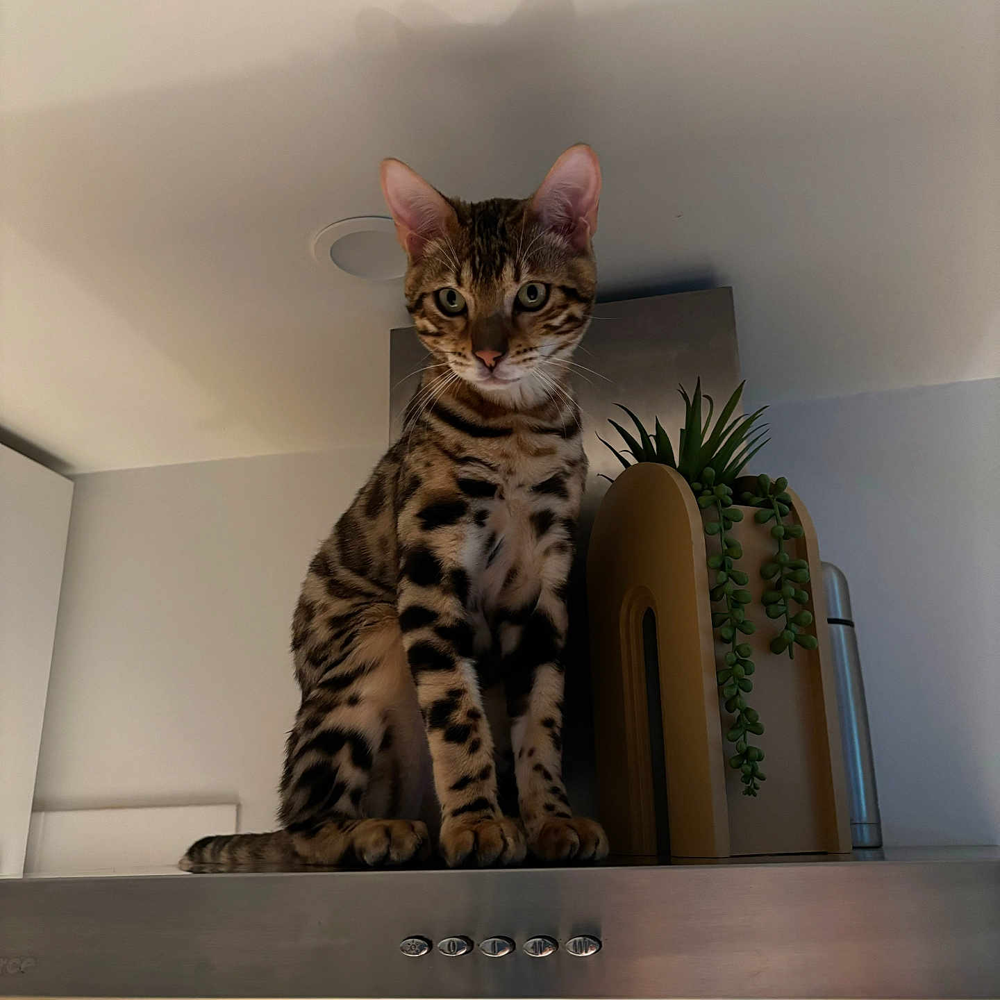 Ura a rejoint le concours — aidez-le/la à gagner de superbes lots ! abyssinian, animal, architecture, building, cat, flower, flowerarrangement, furniture, hardwood, indoors, interiordesign, kitten, livingroom, manx, ocelot, pet, plant, plywood, pottedplant, wood