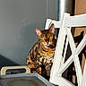 Ura a rejoint le concours — aidez-le/la à gagner de superbes lots ! animal, bengal_cat, cat, chair, domestic_cat, feline, green_eyes, looking_at_camera, metallic_background, outdoor, patterned_fur, pet, portrait, relaxed, shadow, sitting, sunlight, tray, whiskers, white_chair