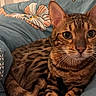 Ura participe au concours pour gagner de l'argent avec cette photo : alert, animal, bengal_cat, blue, cat, closeup, cushion, cute, ears, feline, floral_pattern, fur, home, indoor, paws, pet, relaxed, spotted, striped, whiskers