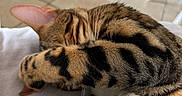 Ura a rejoint le concours — aidez-le/la à gagner de superbes lots ! abyssinian, animal, architecture, building, cat, chair, couch, furniture, hardwood, indoors, interiordesign, kitten, livingroom, manx, person, pet, plywood, room, sleeping, wood