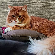 Daddy is registered to the contest to win money with this photo: cat, orange_cat, fluffy, cushion, indoor, wooden_wall, relaxed, pet, fur, tail, animal, mammal, domestic_cat, whiskers, paws, resting, closeup, feline, cozy, blurred_foreground