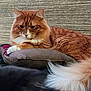 cat, orange_cat, fluffy, cushion, indoor, wooden_wall, relaxed, pet, fur, tail, animal, mammal, domestic_cat, whiskers, paws, resting, closeup, feline, cozy, blurred_foreground