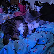 Chevy joined the competition — help win amazing prizes! animal, bed, blanket, blue_tint, bunny, cat, clutter, cozy, dim_lighting, drawer, fabric, furniture, indoor, pattern, pet, plush_toy, resting, sleepy, soft_toy, tabby