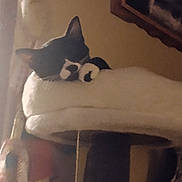 Mittens is registered to the contest to win money with this photo: cat, black_and_white, sleeping, cat_perch, furniture, indoor, cozy, pet, fluffy, resting, animal, home, soft_light, quiet, napping, close_up, feline, cute, warm, relaxed