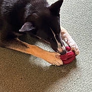 Ziva joined the competition — help win amazing prizes! animal, black_fur, carpet, chewing, close_up, dog, domestic, ear, fur, indoor, mouth, nose, paw, pet, playful, playing, red_toy, snout, tan_paws, toy