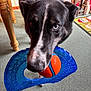 Ziva is registered to the contest to win money with this photo: ball, black_fur, blue_toy, carpet, close_up, curious, dog, eyes, fetch, heterochromia, home_interior, indoor, muzzle, orange_ball, pet, playing, portrait, table_leg, toy, white_marking
