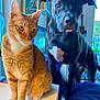 Bodhi joined the competition — help win amazing prizes! cat, dog, orange_tabby, black_dog, indoor, table, window, mirror, musical_instrument, guitar, curious, pets, domestic_animals, furniture, white_table, cozy, companion_animals, looking, animal_portrait, house