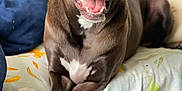 Bodhi joined the competition — help win amazing prizes! dog, pet, couch, paws, crossed_paws, brown_dog, white_markings, happy, relaxed, indoor, home, furniture, animal, canine, portrait, closeup, smiling, seated, comfort, cozy