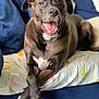 dog, pet, couch, paws, crossed_paws, brown_dog, white_markings, happy, relaxed, indoor, home, furniture, animal, canine, portrait, closeup, smiling, seated, comfort, cozy