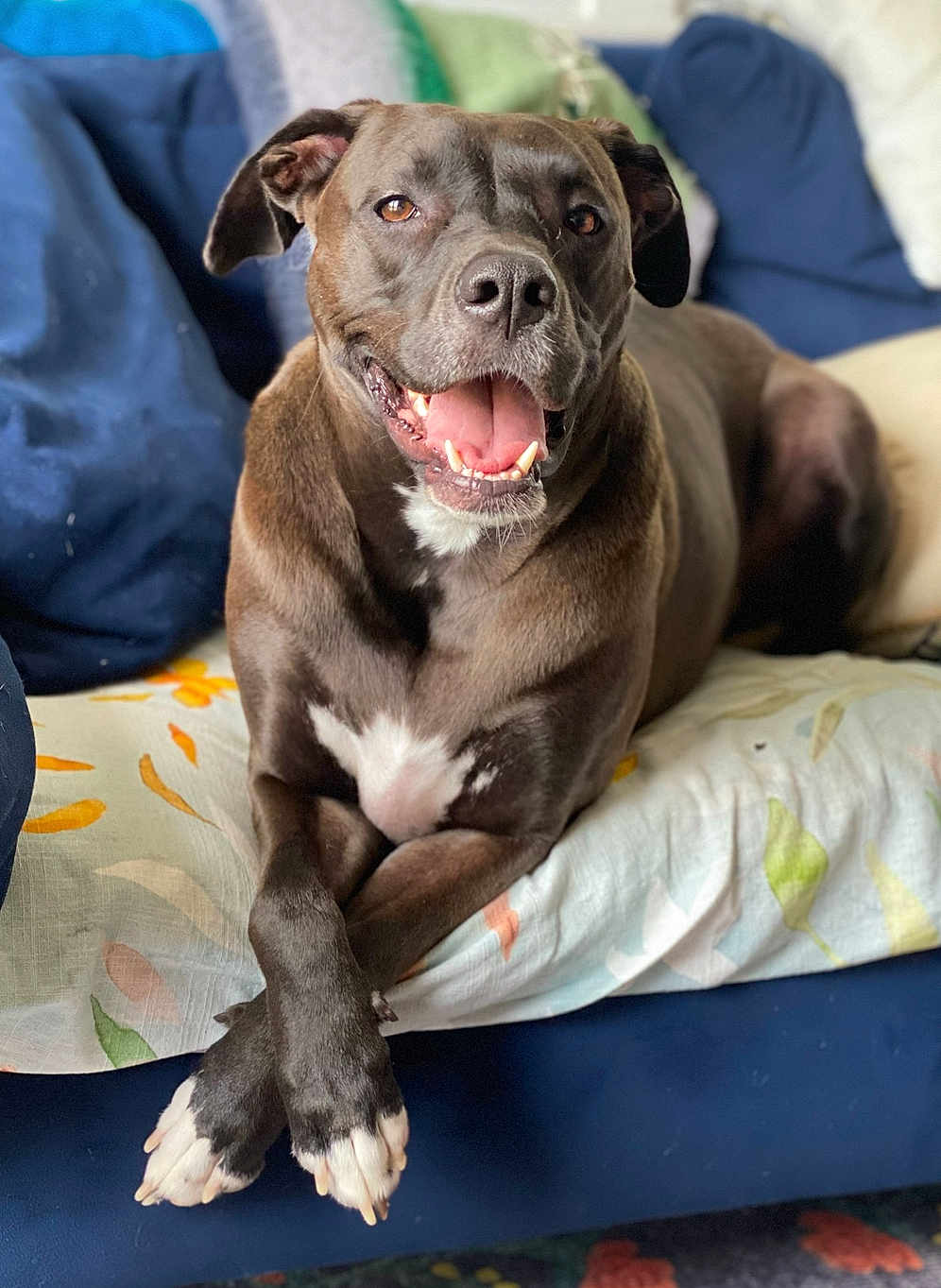 Bodhi