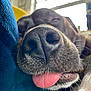 Bodhi is registered to the contest to win money with this photo: dog, close_up, nose, tongue, sleepy, pet, animal, indoor, window, resting, blue, fur, whiskers, muzzle, cute, domestic_animal, relaxation, snout, tongue_out, face