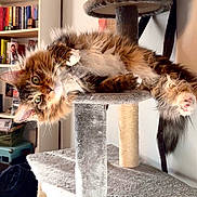 Oswald joined the competition — help win amazing prizes! cat, cat_tree, fluffy_cat, long_hair, green_eyes, paws, whiskers, fur, playful, relaxed, indoor, living_room, bookshelf, books, poster, shelf, furniture, scratching_post, pet, portrait