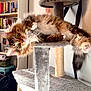 cat, cat_tree, fluffy_cat, long_hair, green_eyes, paws, whiskers, fur, playful, relaxed, indoor, living_room, bookshelf, books, poster, shelf, furniture, scratching_post, pet, portrait