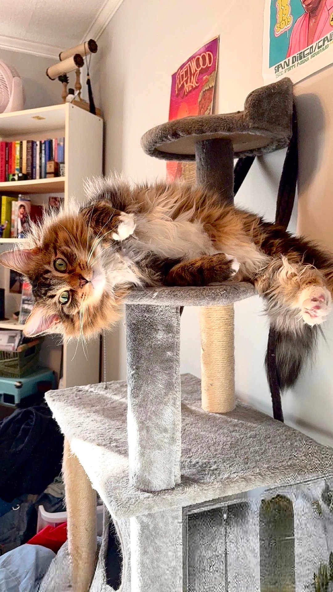 Oswald joined the competition — help win amazing prizes! cat, cat_tree, fluffy_cat, long_hair, green_eyes, paws, whiskers, fur, playful, relaxed, indoor, living_room, bookshelf, books, poster, shelf, furniture, scratching_post, pet, portrait