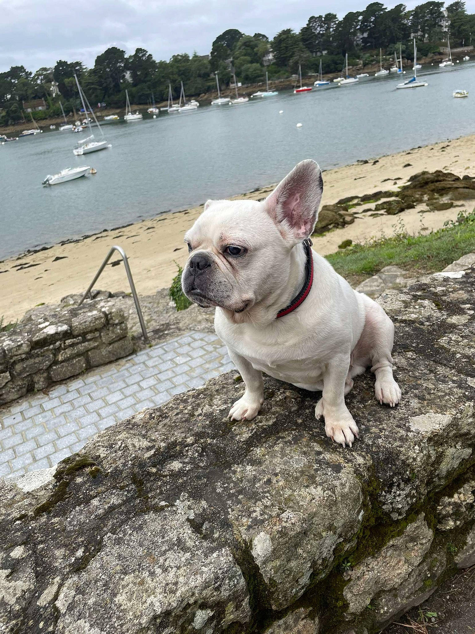 Justice participe au concours pour gagner de l'argent avec cette photo : boat, bulldog, carnivore, cloud, collar, companion_dog, dog, dog_breed, dog_collar, fawn, grass, lake, leash, sky, snout, toy_dog, tree, water, watercraft, working_animal