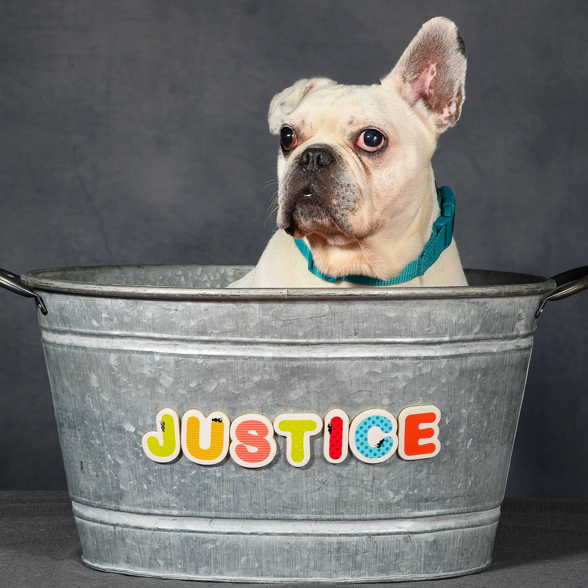 Justice participe au concours pour gagner de l'argent avec cette photo : bulldog, canidae, carnivore, companion_dog, crock, dessert, dog, dog_breed, dog_supply, fawn, gelato, ice_cream, ingredient, sherbet, snout, sporting_group, terrestrial_animal, toy_dog, working_animal, wrinkle