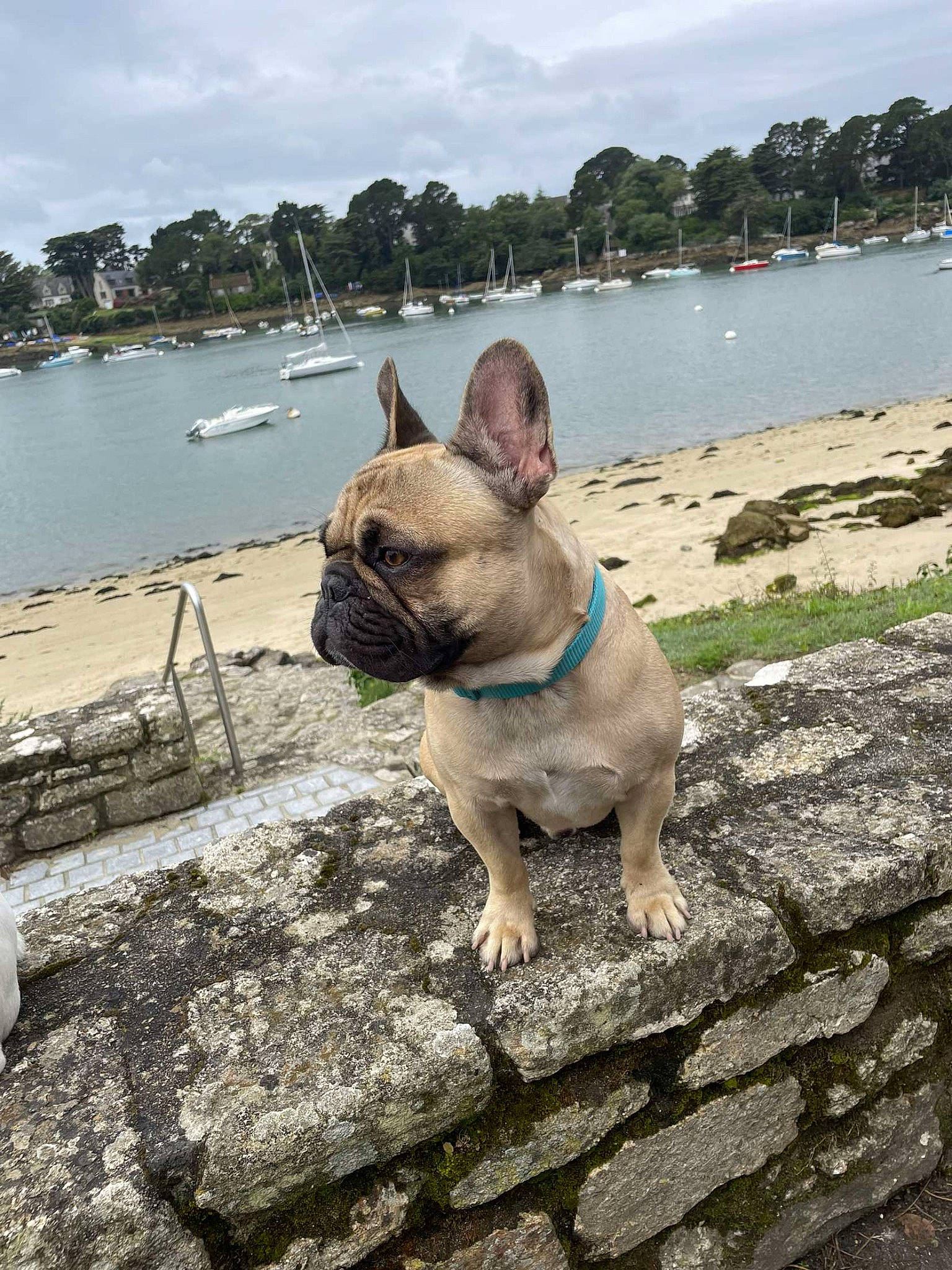 Guisemo participe au concours pour gagner de l'argent avec cette photo : boat, bulldog, carnivore, cloud, collar, companion_dog, dog, dog_breed, dog_collar, fawn, lake, leisure, pug, sky, snout, sporting_group, tree, water, working_animal, wrinkle