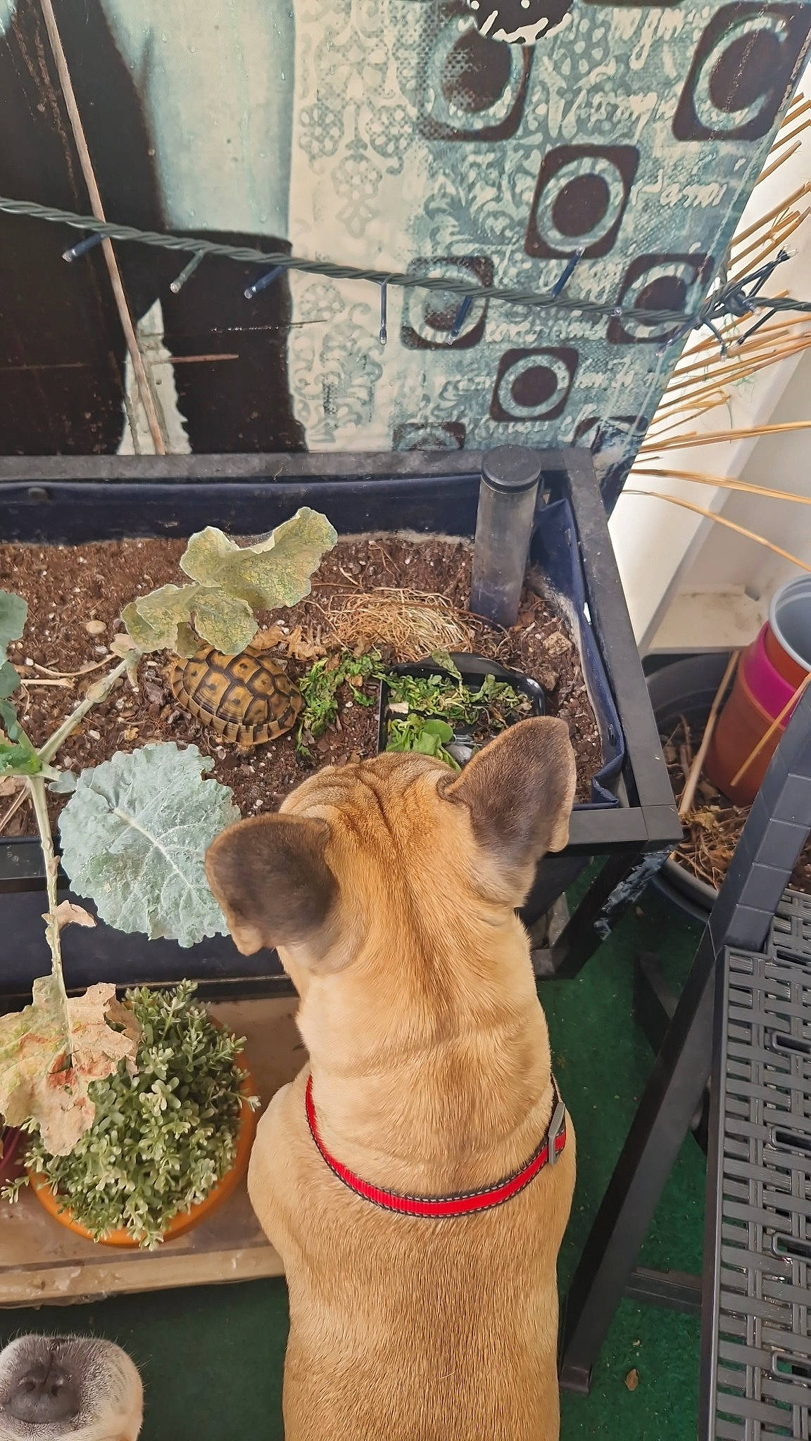 Guisemo participe au concours pour gagner de l'argent avec cette photo : canidae, carnivore, collar, companion_dog, dog, dog_breed, dog_collar, fawn, felidae, green, houseplant, plant, small_to_medium_sized_cats, snout, sporting_group, tail, tints_and_shades, whiskers, wood, working_animal