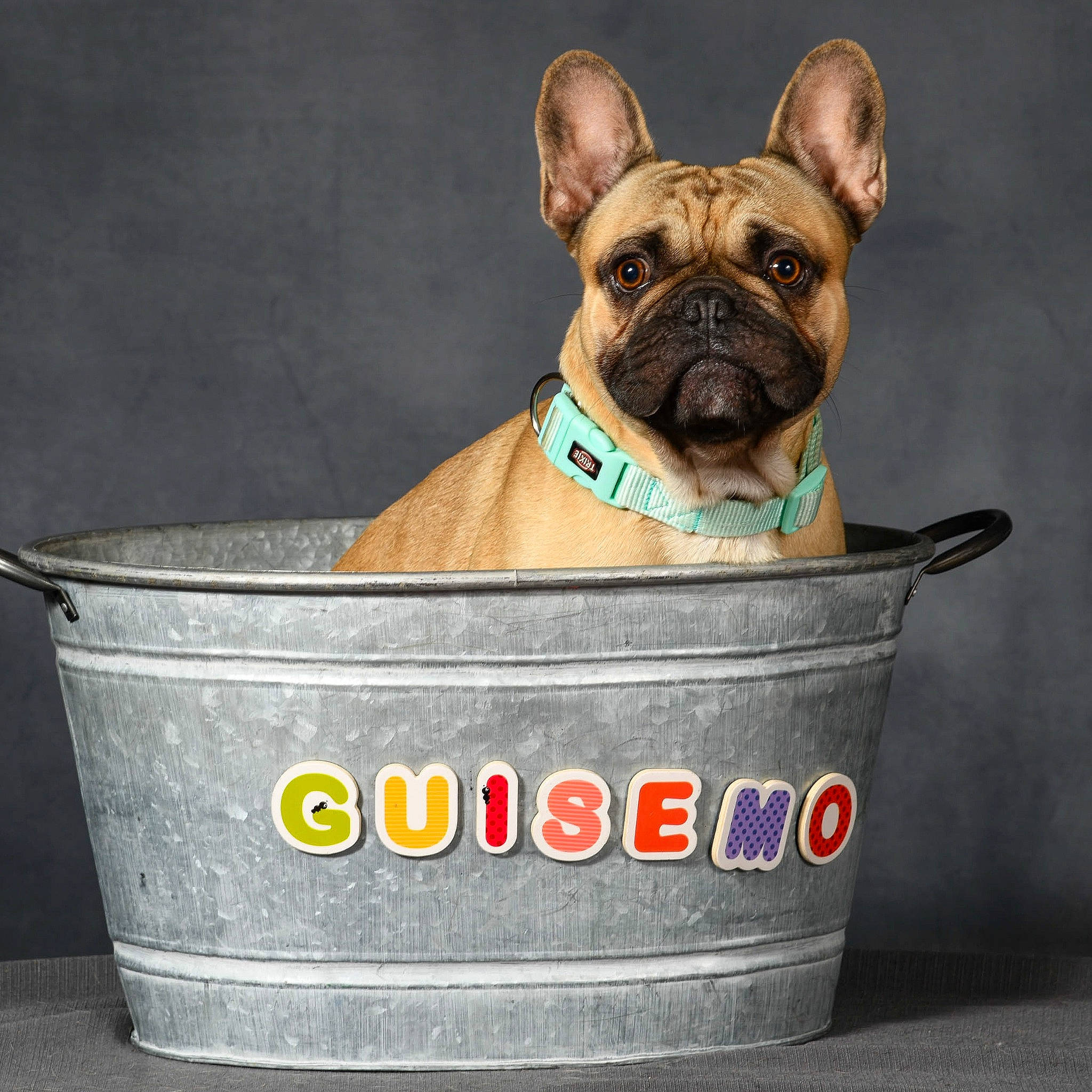 Guisemo a rejoint le concours — aidez-le/la à gagner de superbes lots ! bulldog, carnivore, collar, companion_dog, crock, dog, dog_breed, dog_collar, dog_supply, fawn, font, leash, molosser, pet_supply, pug, snout, toy_dog, whiskers, working_animal, wrinkle