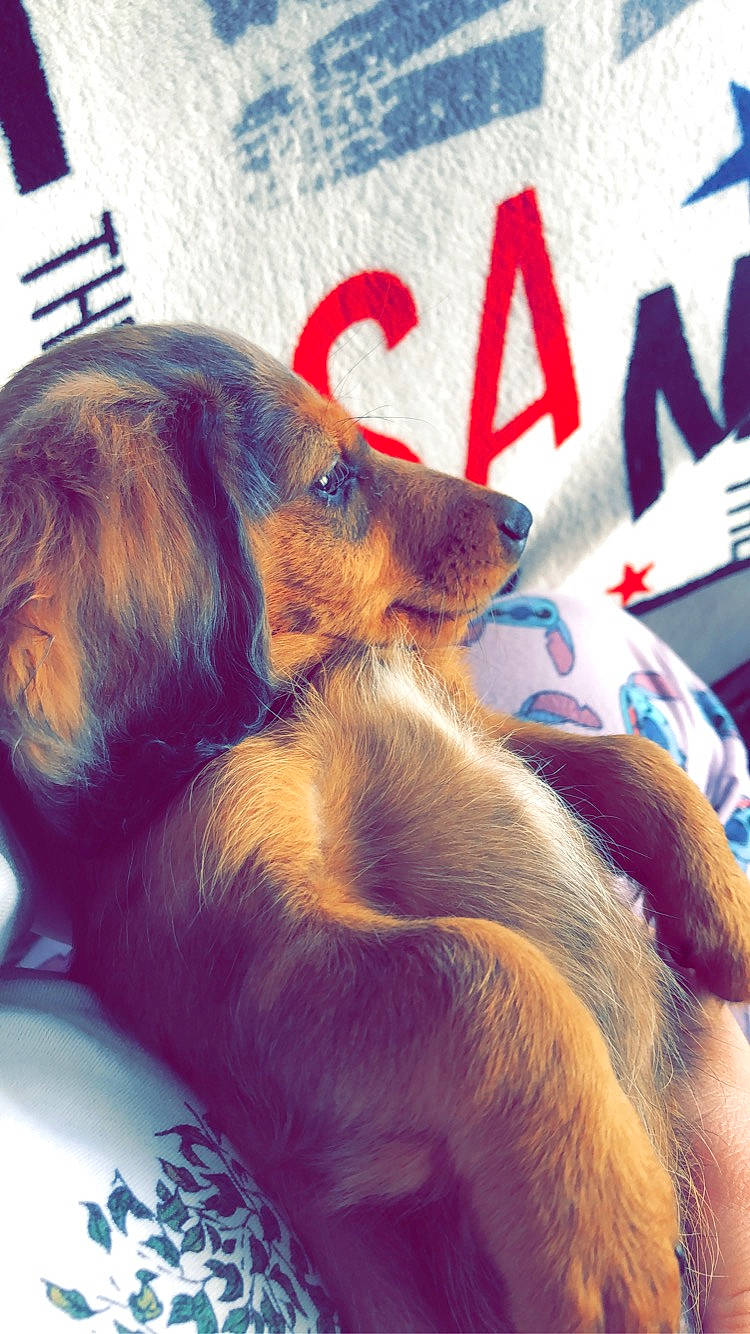 Rocky a rejoint le concours — aidez-le/la à gagner de superbes lots ! canidae, carnivore, companion_dog, dog, dog_breed, dog_supply, ear, fawn, fur, happy, liver, long_hair, mammal, paw, pet_supply, snout, sporting_group, toy_dog, whiskers, working_animal