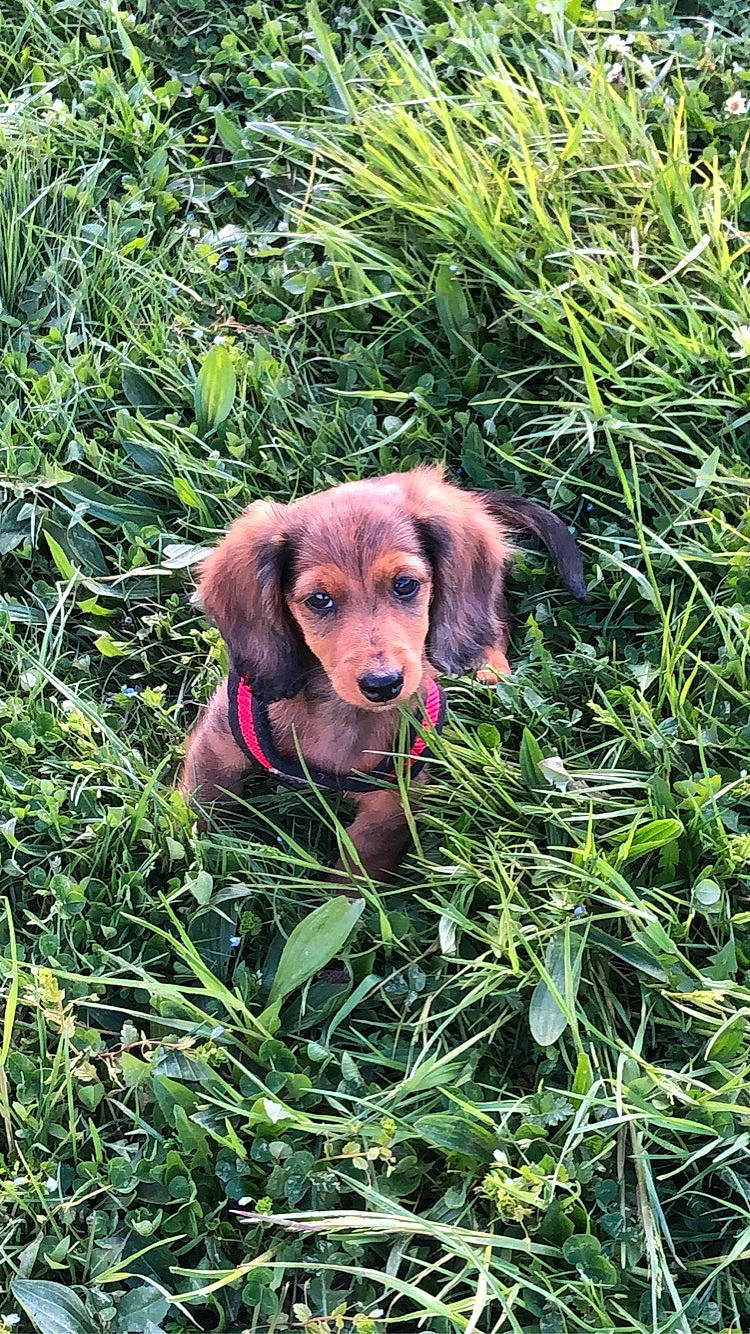 Rocky a rejoint le concours — aidez-le/la à gagner de superbes lots ! carnivore, companion_dog, dog, dog_breed, fawn, forest, grass, groundcover, gun_dog, herbaceous_plant, liver, plant, prairie, shrub, sporting_group, terrestrial_animal, terrestrial_plant, wildlife, wood, working_animal