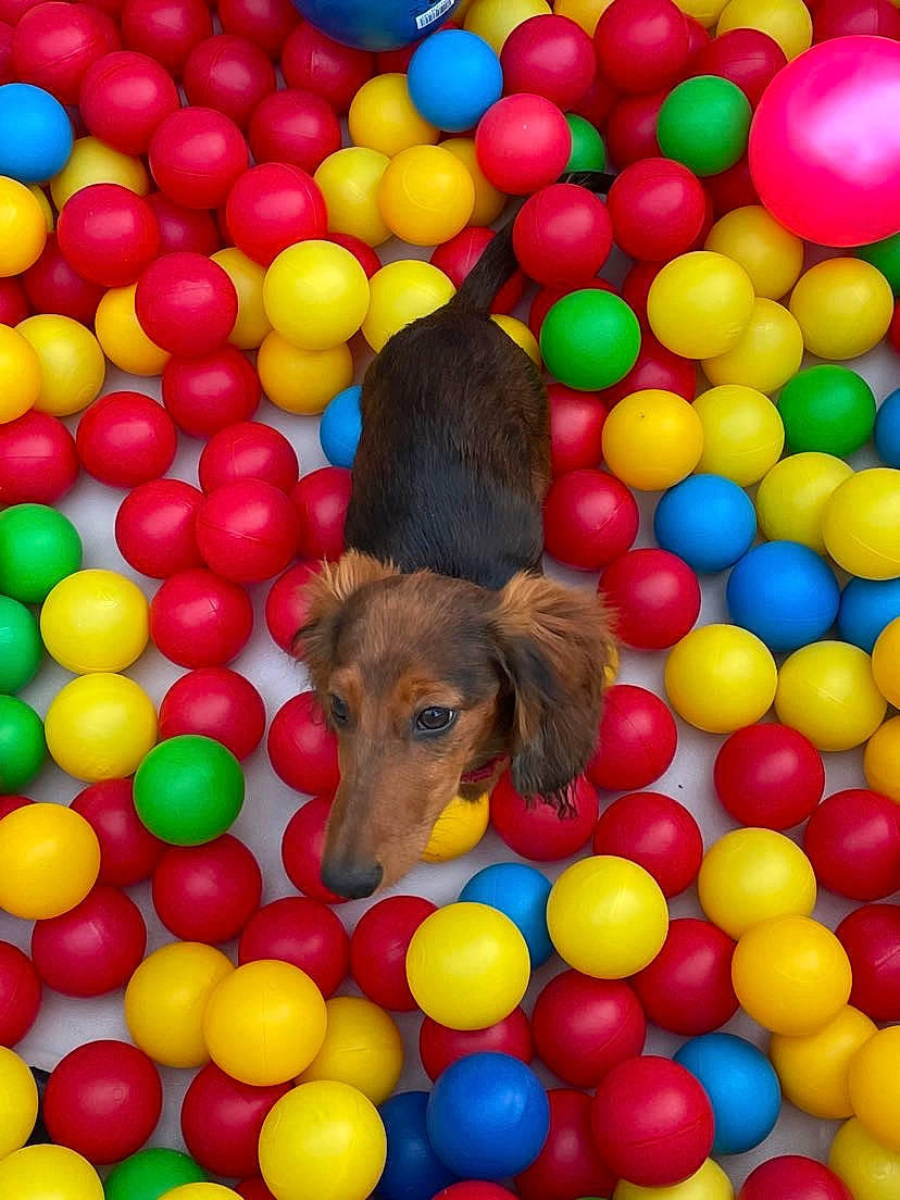 Rocky a rejoint le concours — aidez-le/la à gagner de superbes lots ! ball, ball_pit, carnivore, circle, companion_dog, dog, dog_breed, dog_supply, fun, leisure, mammal, party_supply, pet_supply, play, playground, recreation, sports_toy, toy, vertebrate, working_animal