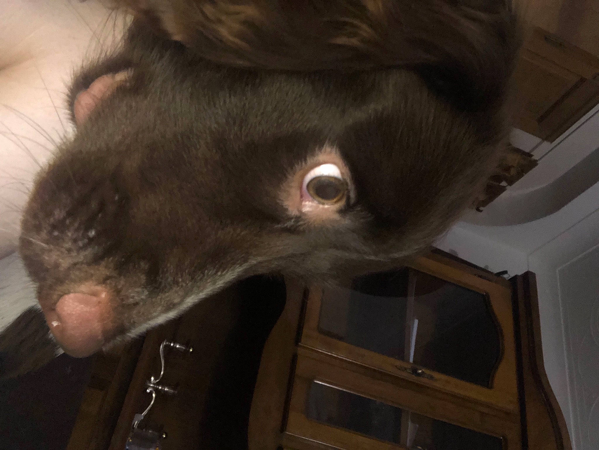 Buddy is registered to the contest to win money with this photo: canidae, carnivore, dog_breed, ear, eyelash, fur, jaw, liver, natural_material, pack_animal, small_to_medium_sized_cats, sporting_group, terrestrial_animal, whiskers, working_animal